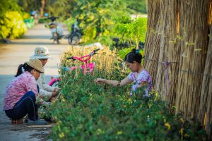 Vựa hoa ở miền sông nước