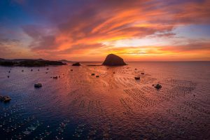 Nuôi tôm hùm ở Hòn Yến