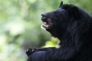 Câu chuyện bảo tồn rừng