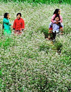 12- Mùa hoa Tam giác mạch – Huỳnh Mỹ Thuận