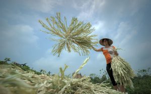 Nón lá làng Chuông