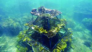 Giữ thiên nhiên từ những bàn tay tình nguyện