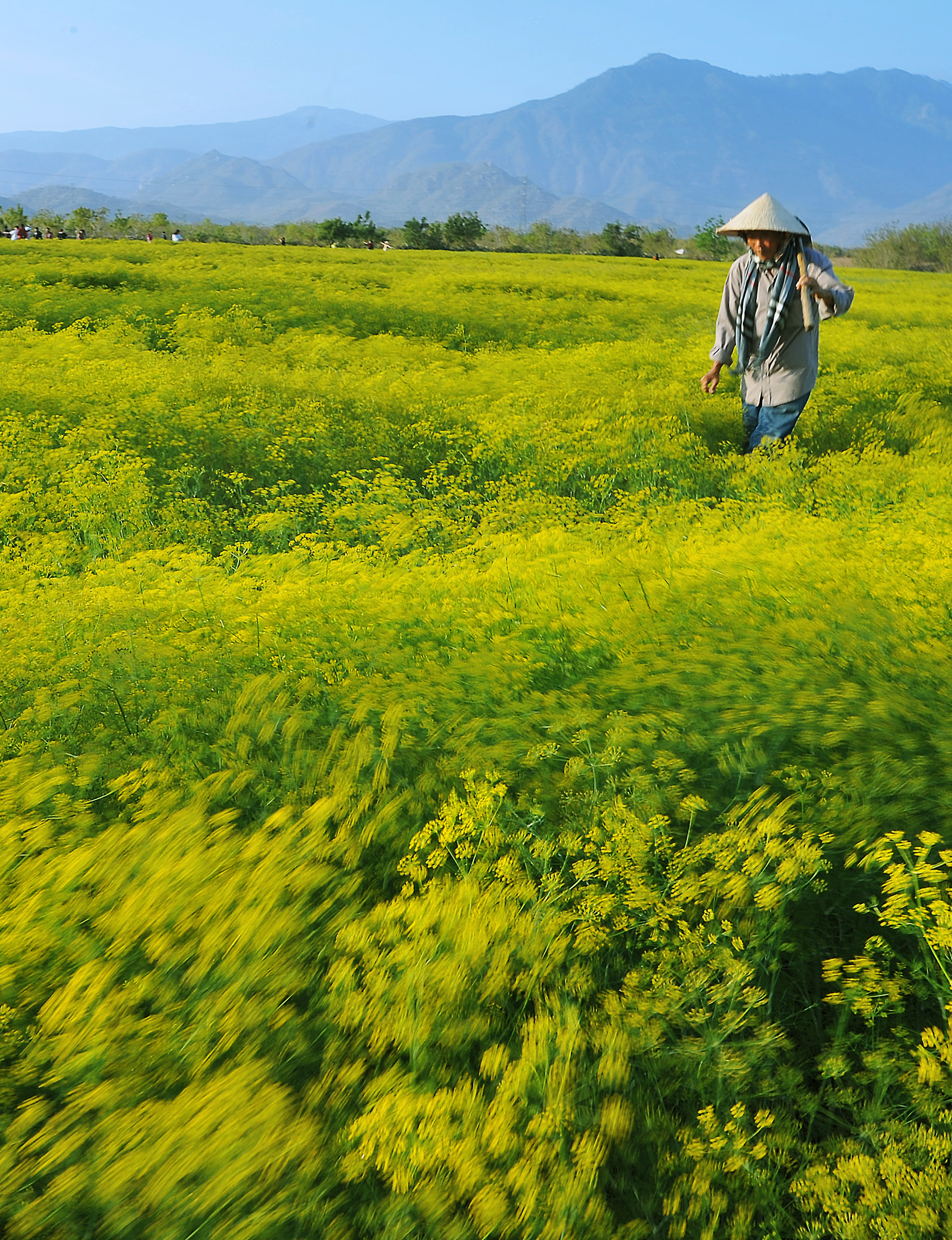 44- Hoa thì là 2 – Huỳnh Mỹ Thuận