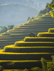 55- Những nấc thang vàng – Vũ Phi Long