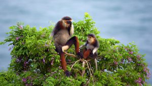 Báu vật Sơn Trà