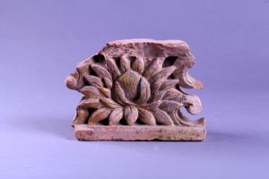 Thế giới chim và hoa