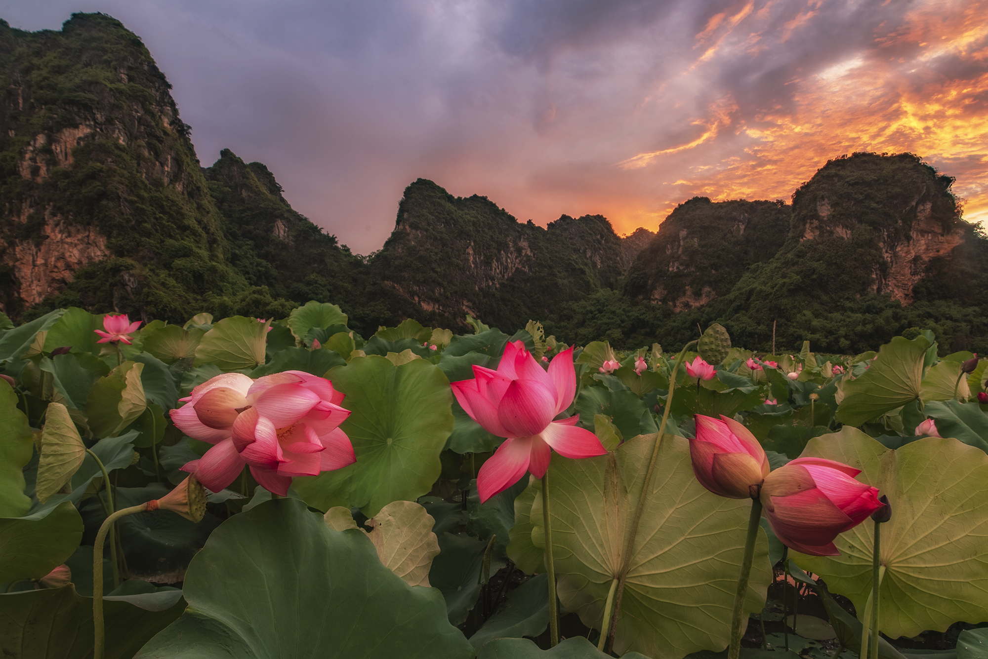 13- Mùa Sen Mỹ Đức – Hoàng Minh Hiếu