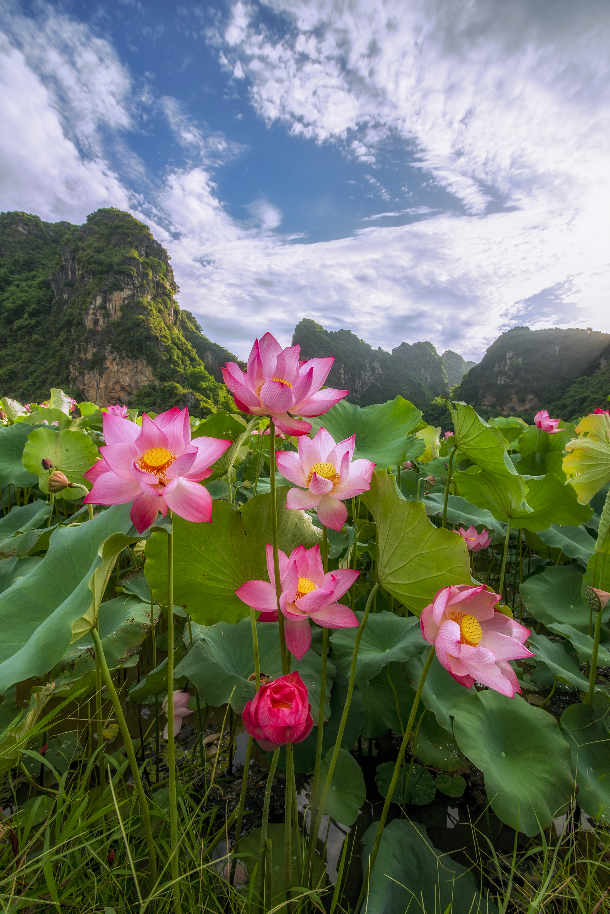 13- Mùa Sen Mỹ Đức – Hoàng Minh Hiếu