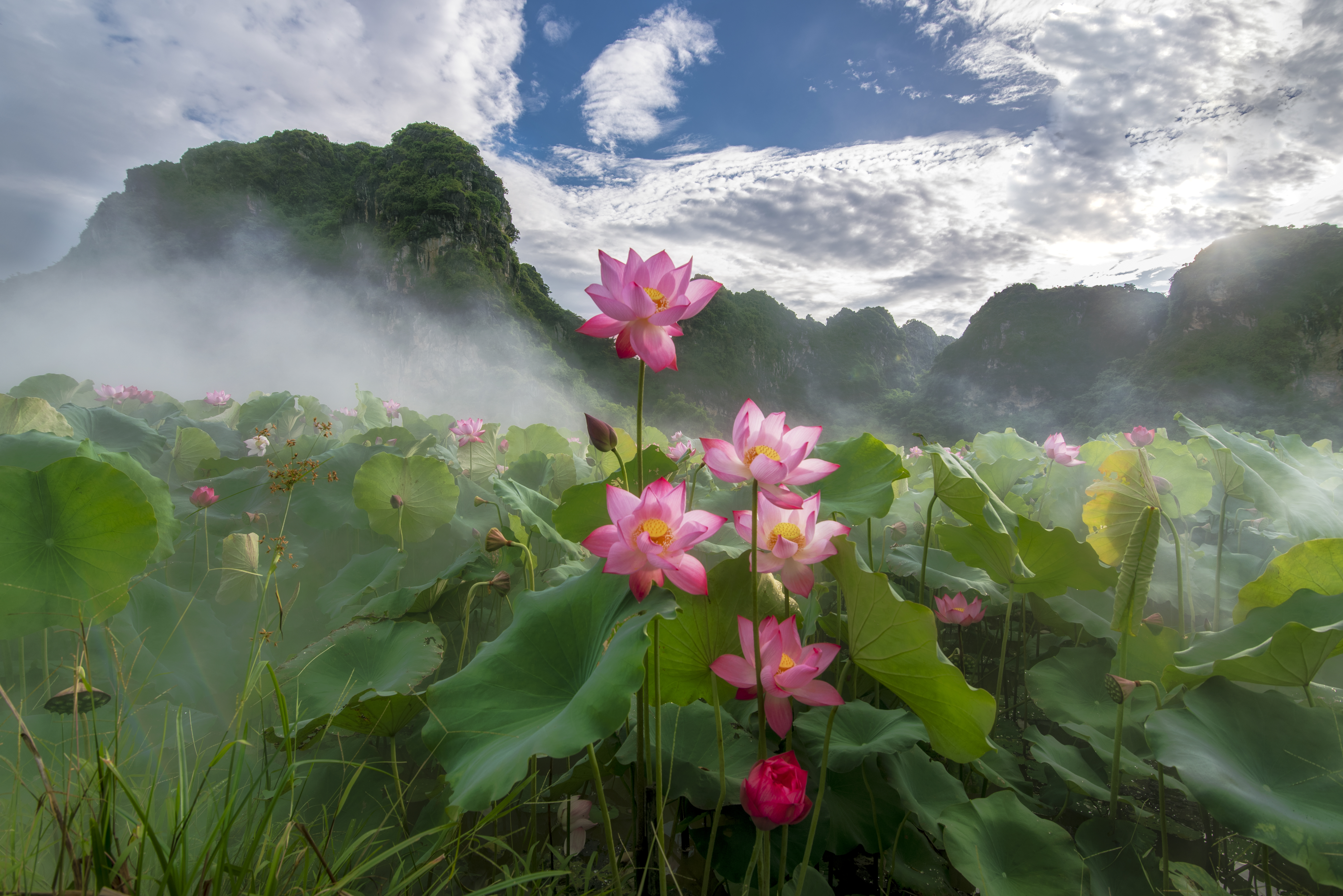 13- Mùa Sen Mỹ Đức – Hoàng Minh Hiếu