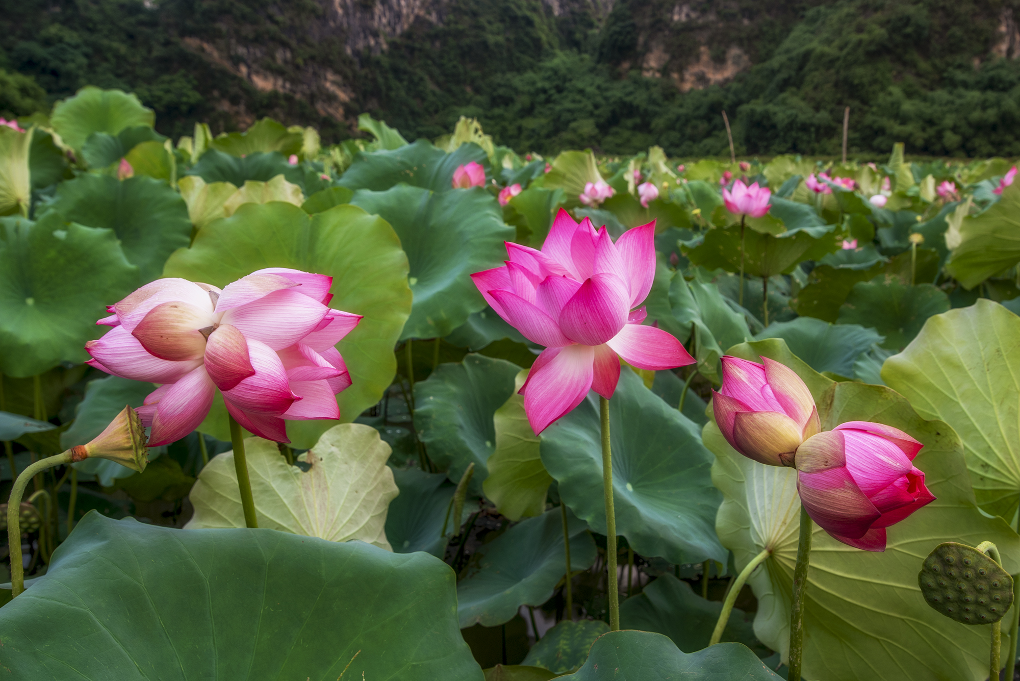 13- Mùa Sen Mỹ Đức – Hoàng Minh Hiếu