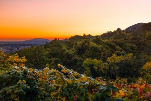 Những cường quốc rượu vang