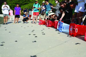 A sanctuary for turtles