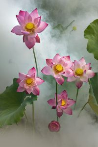 119- Sen – Lê Việt Khánh