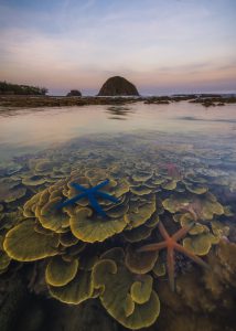 143- Hoa trên biển – Vũ Phi Long