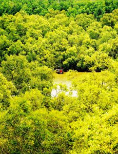 171- Rừng ngập mặn Cần Giờ – Nguyễn Ngọc Hải