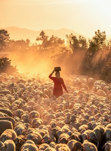 91- Cừu về – Nguyễn Tấn Tuấn