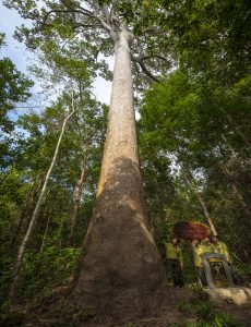 98- Cây dầu rái cây di sản Việt Nam – Nguyễn Duy Hậu