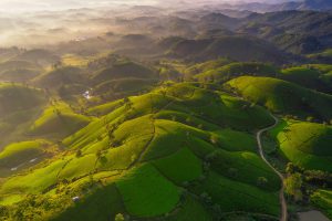 54- Sắc màu đồi chè Long Cốc – Nghiêm Đình Chính