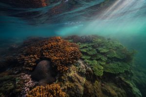 38- Rừng vàng nơi biển bạc – Nguyễn Ngọc Thiện