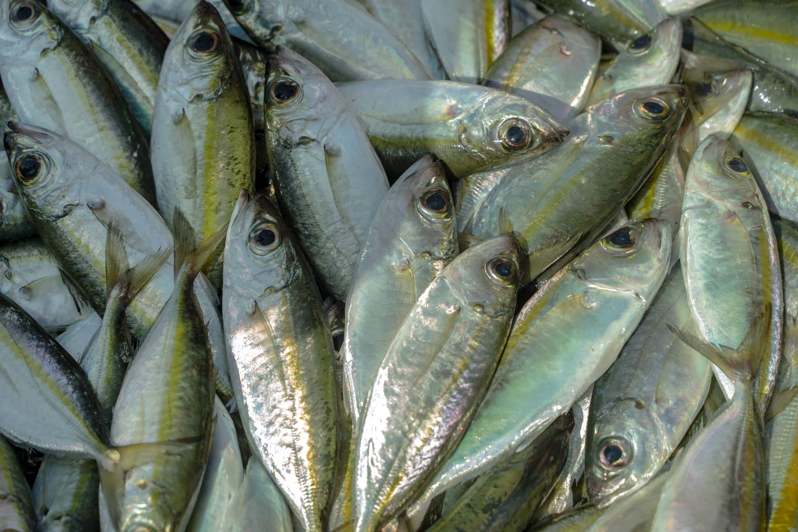 94- Cảng cá cửa bé Nha Trang – Lê Văn Đăng