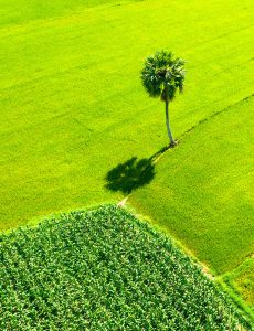 187- Hình bóng quê nhà – Trương Thế Cầu