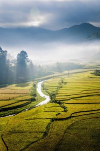 191- Sắc vàng Mù Cang Chải – Cao Văn Tùng