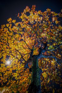 192- Bàng phố – Cao Văn Tùng