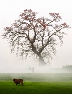 230 – Mùa hoa gạo tháng 3 – Vũ Bảo Ngọc