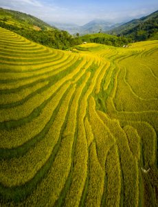 232 – Mùa vàng ở Suối Thầu – Vũ Bảo Ngọc