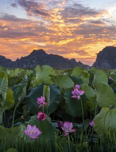 235 – Bình minh ở đầm sen An Phú – Vũ Bảo Ngọc