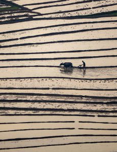 236 – Ra đồng – Vũ Bảo Ngọc