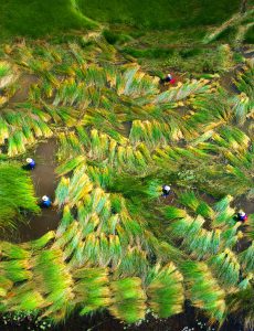 251 – Thu hoạch cỏ năn – Trương Thế Cầu