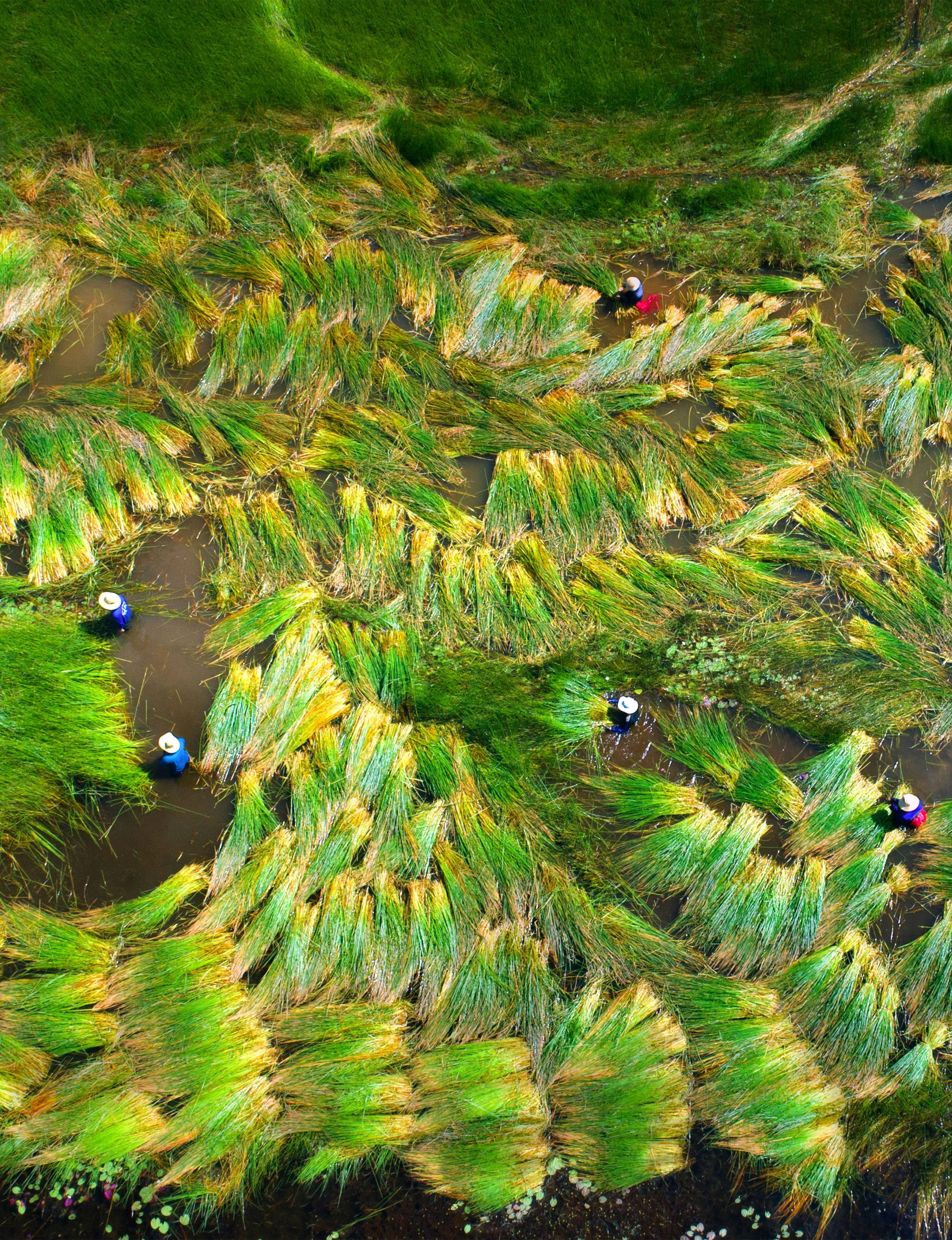 251 – Thu hoạch cỏ năn – Trương Thế Cầu