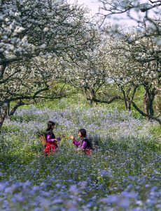 253 – Mùa xuân cho em – Trương Thế Cầu