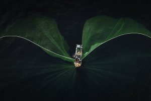 93- Lưới Hòn Yến Phú Yên – Nguyễn Đặng Việt Cường