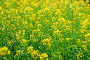 Có một Bắc Ninh cho người trẻ tuổi