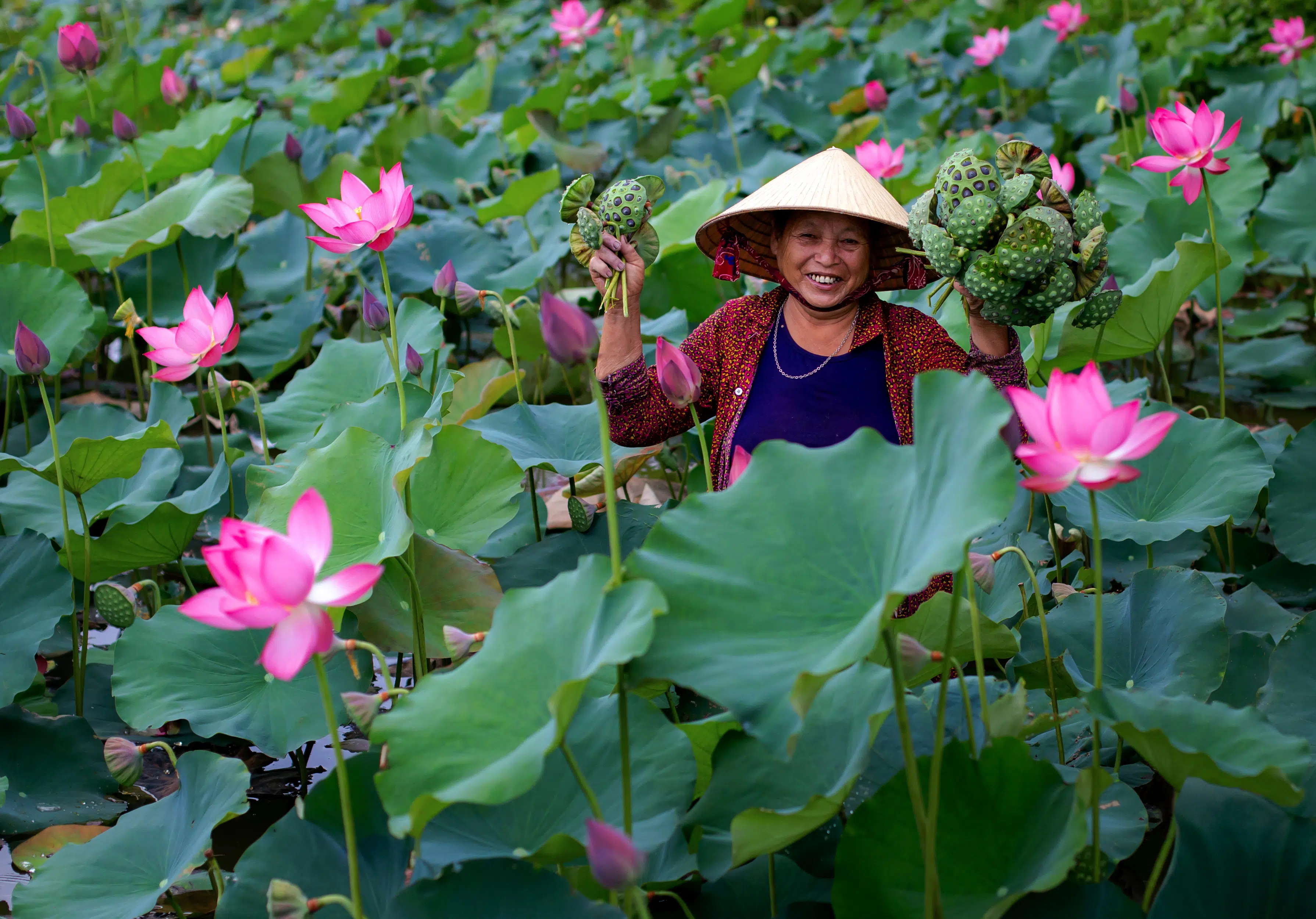 90- Mùa sen Trà Lí- Võ Văn Tiến