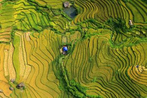 The golden season in Mu Cang Chai