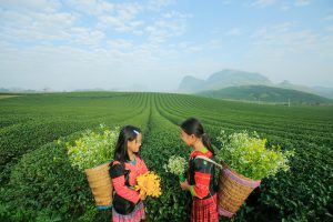 Những chuyến đi của thanh xuân rực rỡ