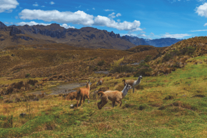 Into the world of adventure – Ecuador