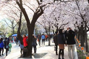 Happy New Year Korea!