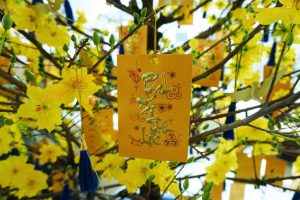 Free transport of apricot and cherry blossoms for Tet 2021