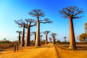 Thế giới của những chuyến phưu lưu – Madagascar