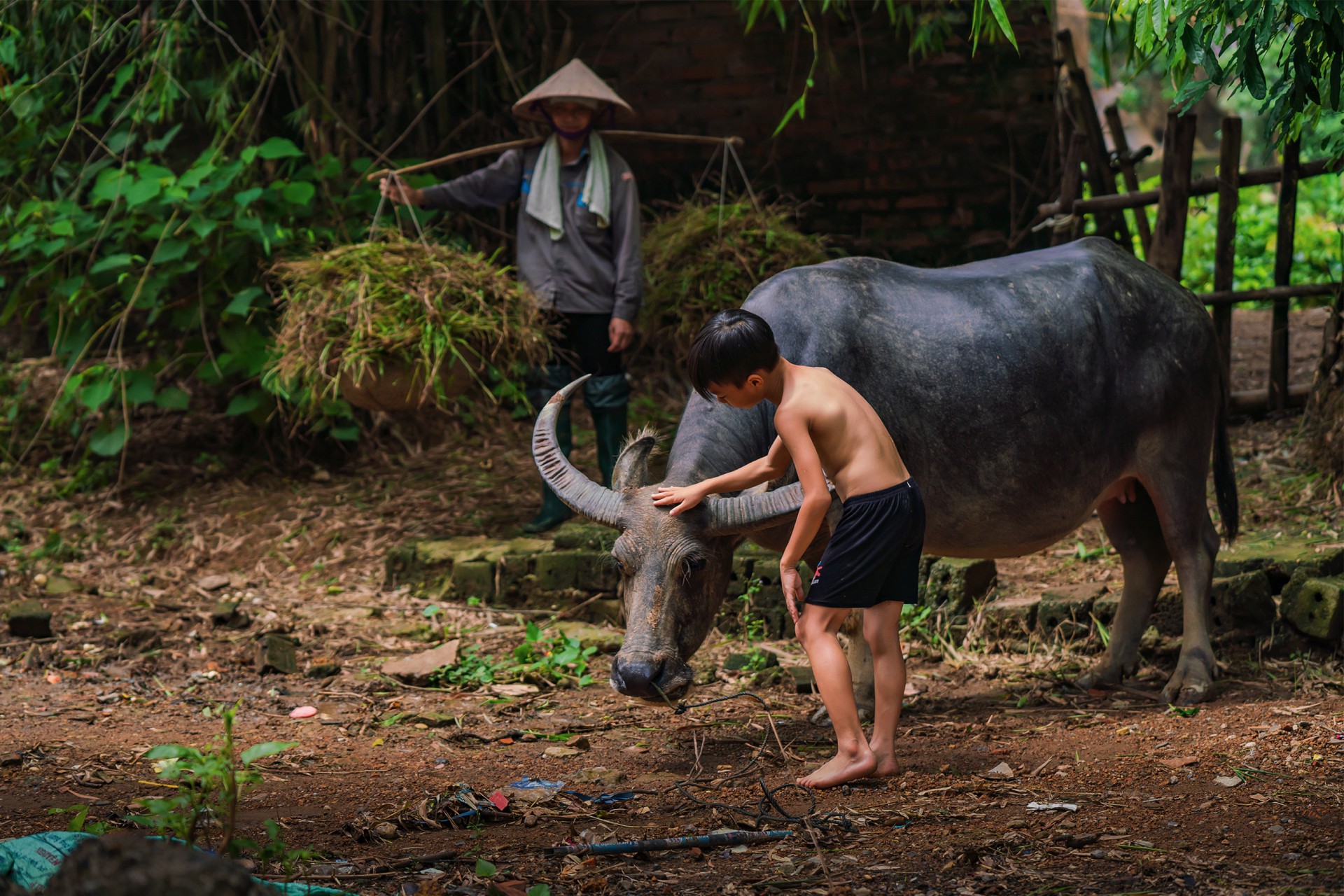 Trâu chính là người bạn của nhà nông, là nét đẹp văn hóa địa phương Việt Nam