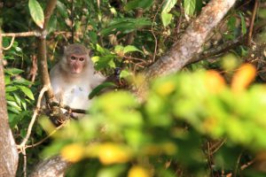 Những loài linh trưởng tại Việt Nam