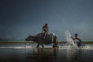 Ca dao, tục ngữ kể chuyện con trâu