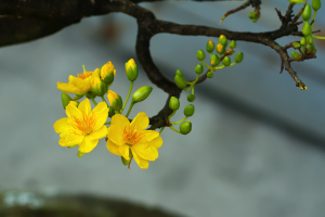 Người Sài Gòn chơi hoa Tết