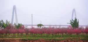 Những miền hoa cổ tích chào xuân