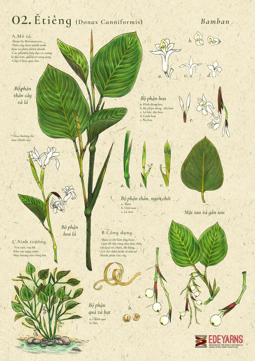 ban-ve-nghien-cuu-cua-nhom-ede-yarns-ve-cay-etieng-cho-nen-di-san-van-hoa-viet-nam