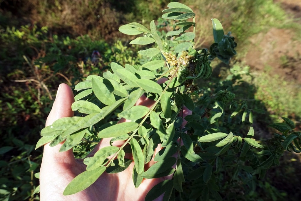 cay-krum-moc-ven-uong